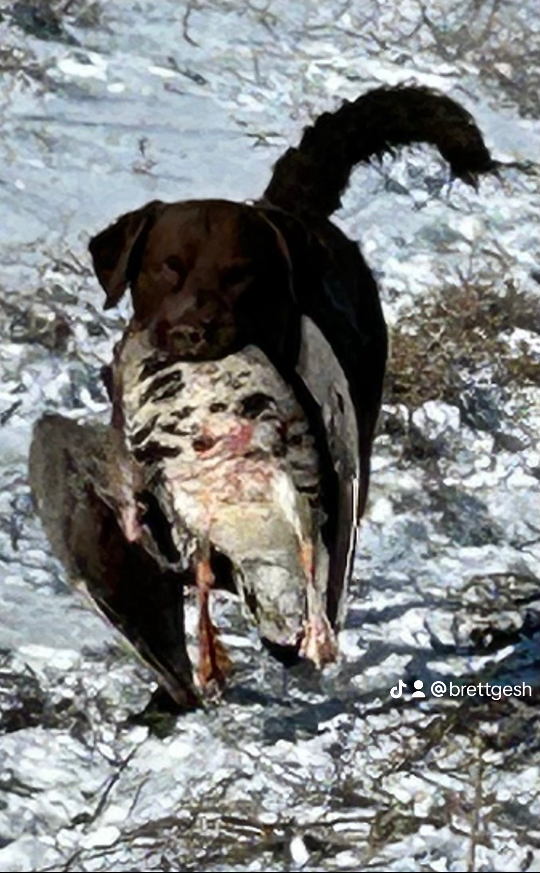 bitefinders hunting dog returning a duck