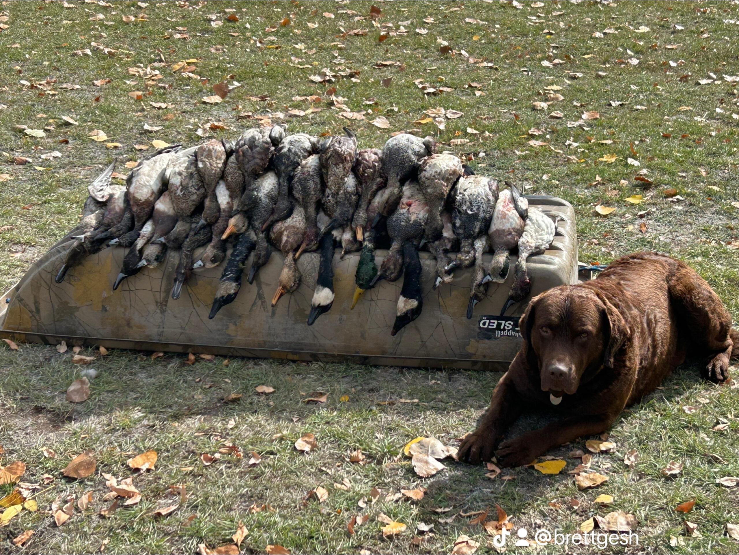 bitefinders hunting dog with hunted ducks