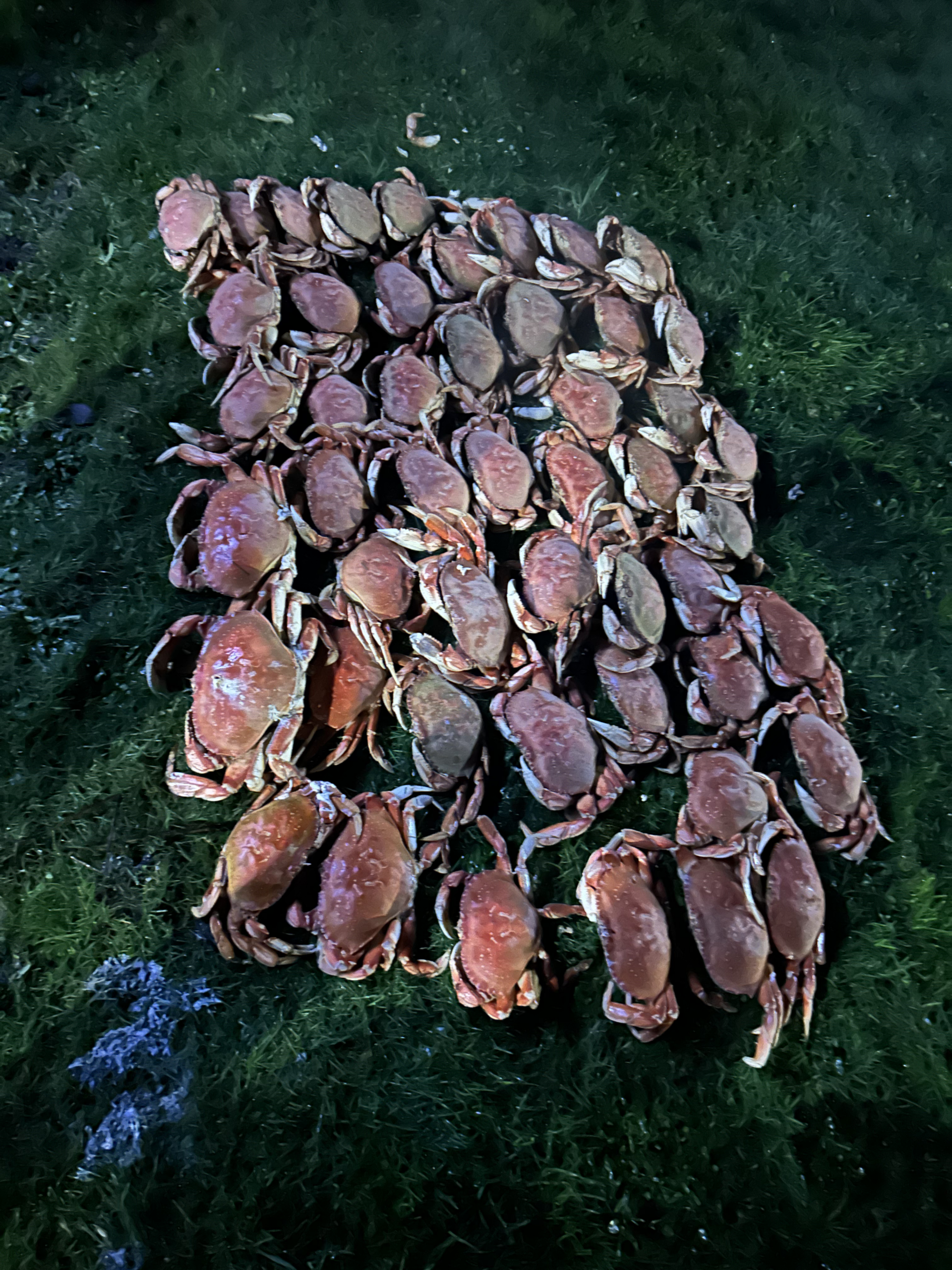 oregon coastal crabs