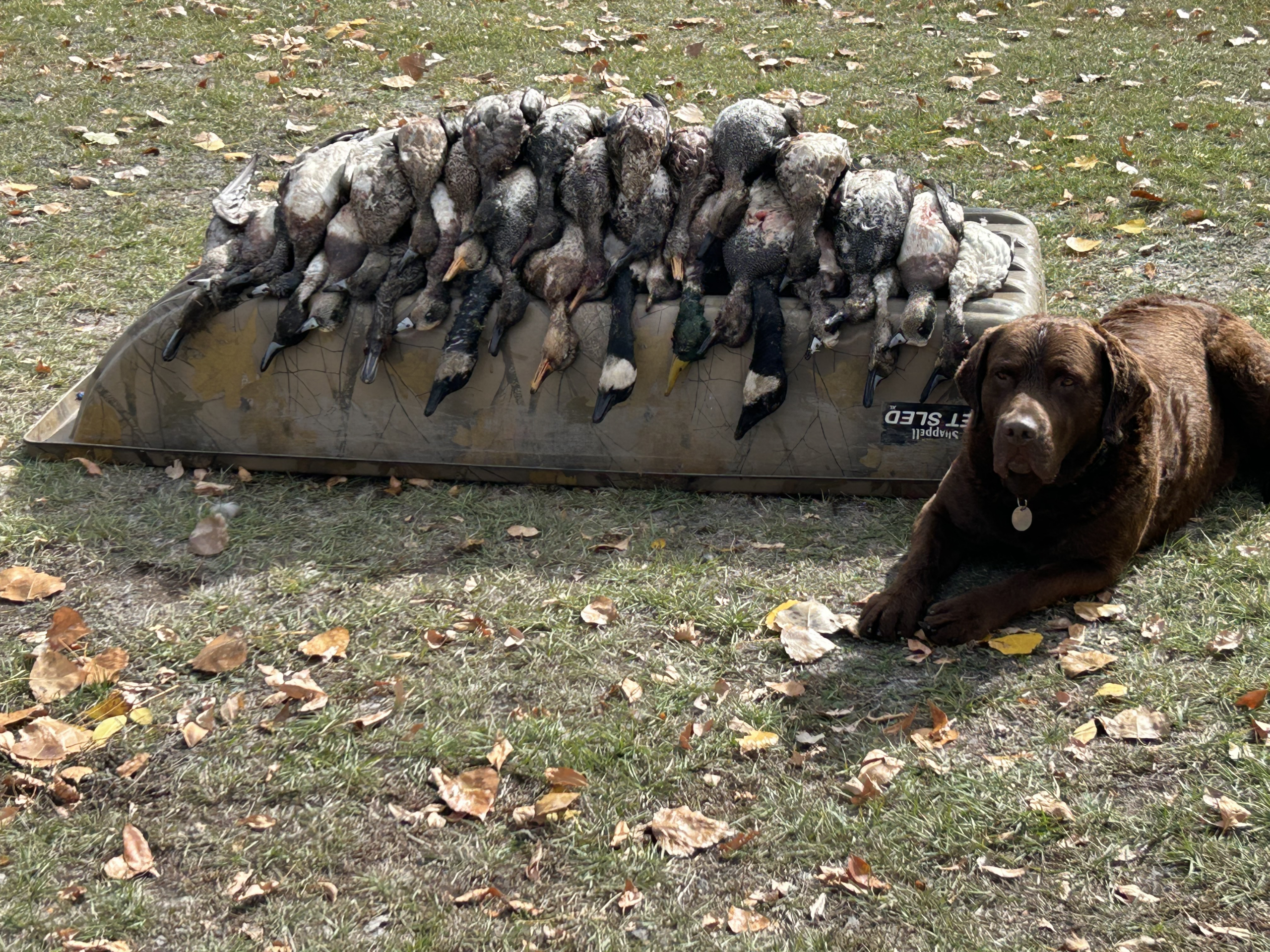 puddle ducks from guided hunt with bitefinders
