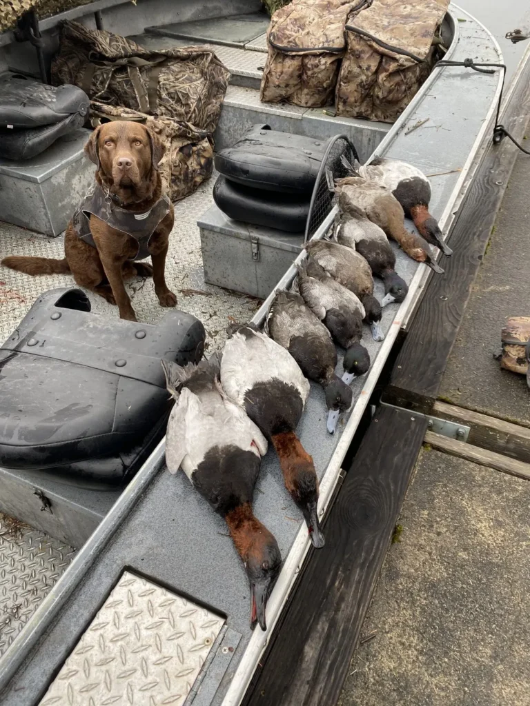 Chocolate Lab with diver ducks and gear in a hunting boat