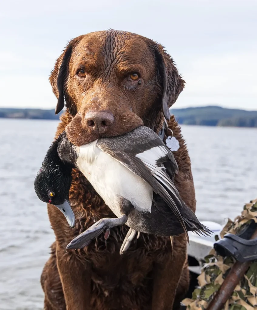 Chocolate Lab holding a diver duck with the water behind it